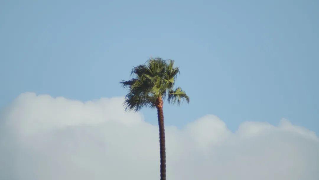 强网杯 2019 upload